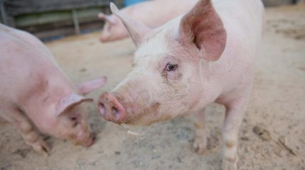 close-up photo of pig in a pen